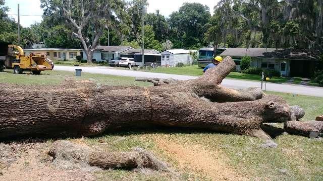 18 Large Oak After